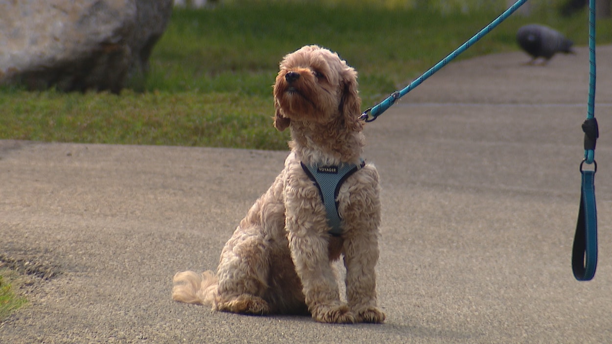 Ce chien a été sauvé par la naloxone