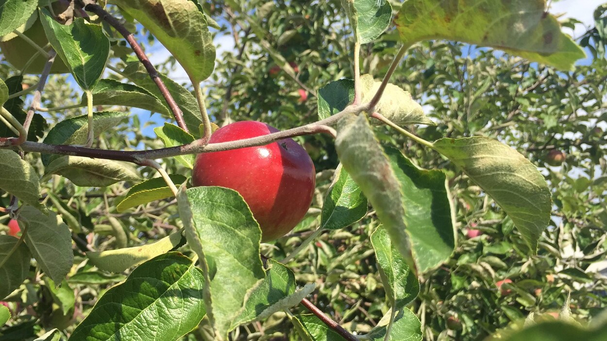Une pomme rouge dans un arbre.