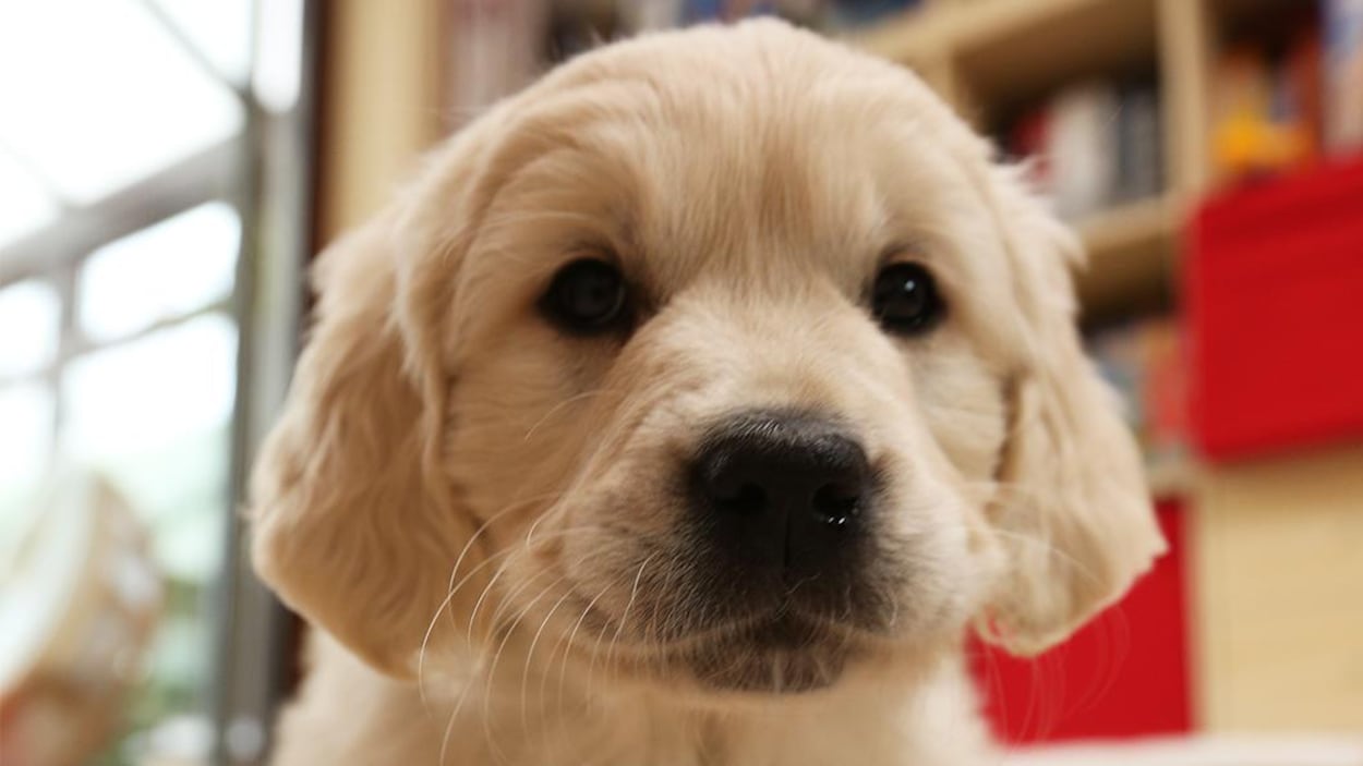 Il est temps d’en finir avec l’élevage irresponsable des chiens à l’Île-du-Prince-Édouard