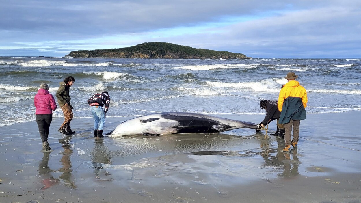 This is the rarest whale in the world