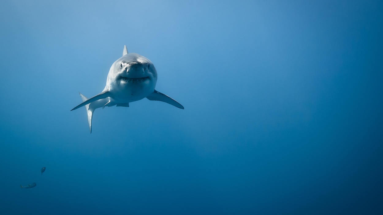 Petit guide de cohabitation avec les grands requins blancs
