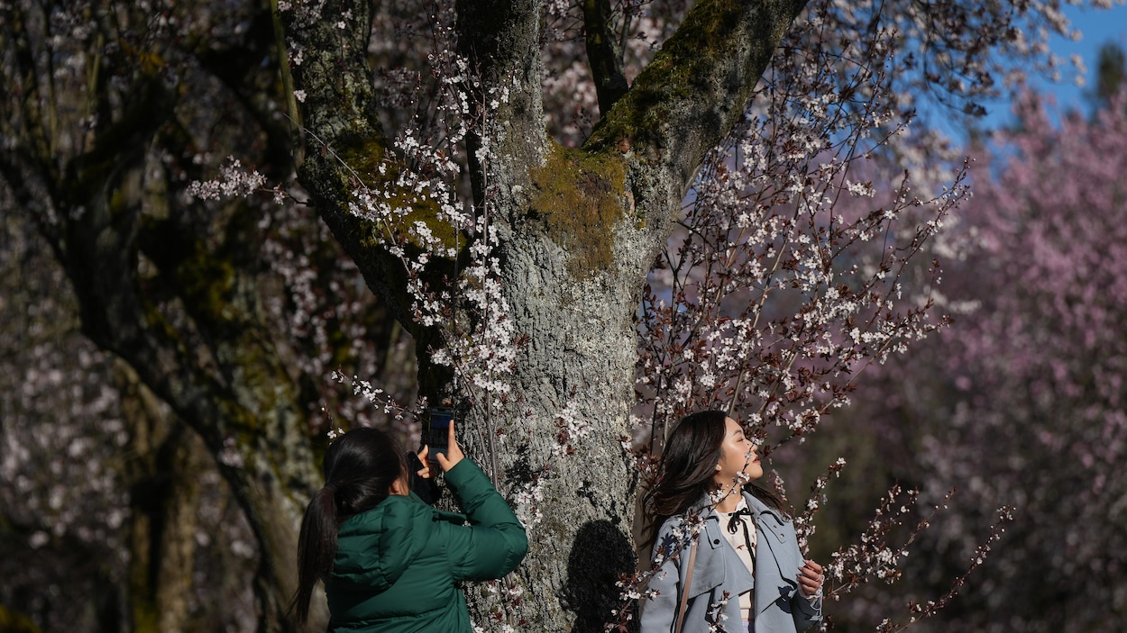 Le Festival des cerisiers en fleurs de Vancouver célèbre ses 20 ans