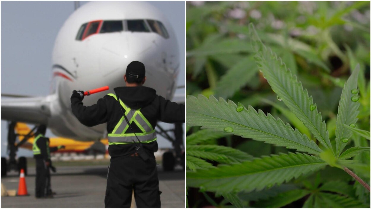 À gauche, un homme qui porte un gilet de haute visibilité donne la direction à un avion. À droite, une plante de majijuana en gros plan. À gauche, un homme qui porte un gilet de haute visibilité donne la direction à un avion. À droite, une plante de majijuana en gros plan.