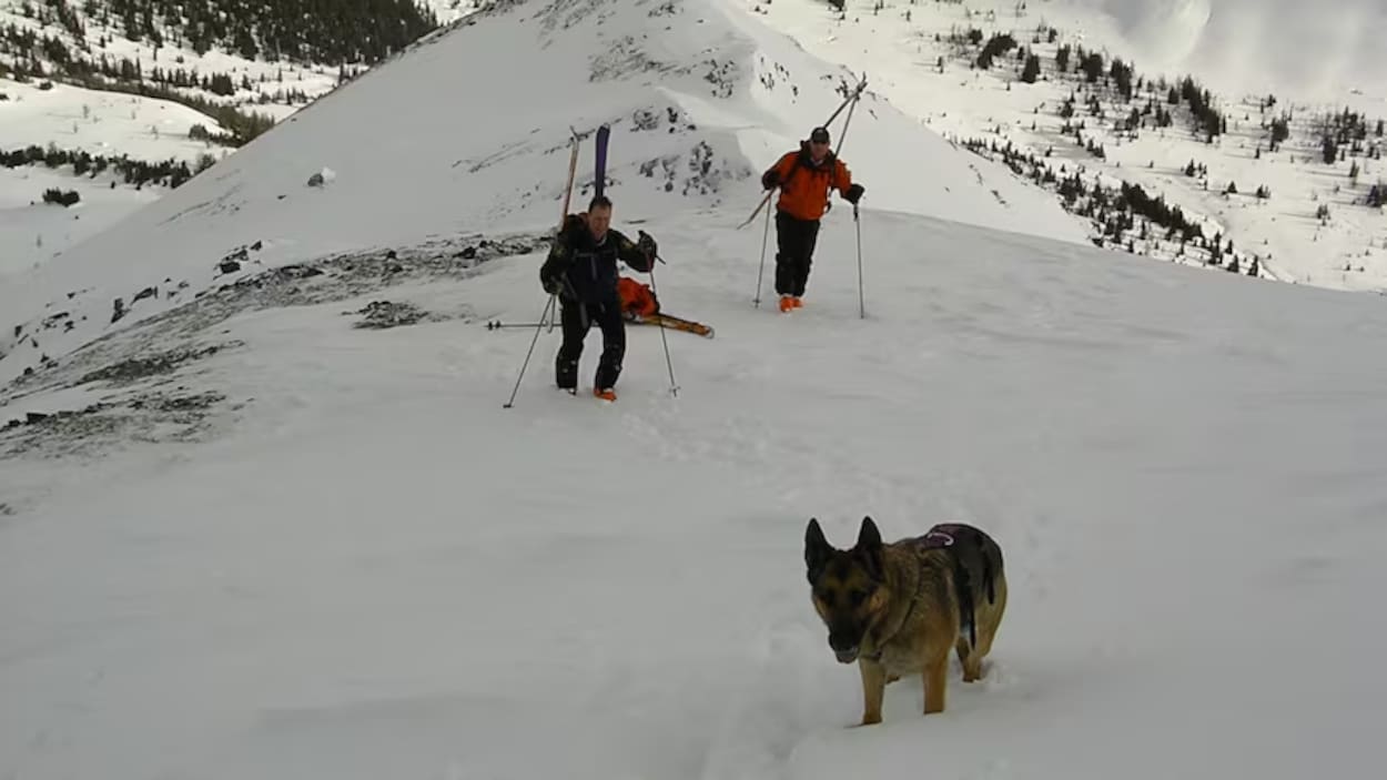 Parcs Canada cesse son programme de chiens de recherche et de sauvetage