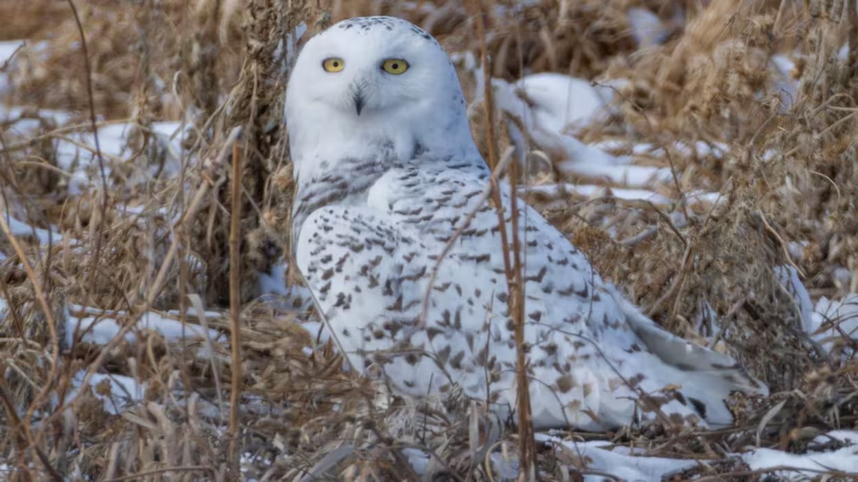 Le harfang des neiges, le merlebleu et la grive solitaire classés « espèces sensibles »