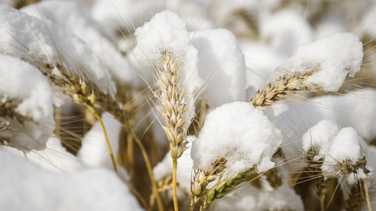 De la neige sur des plants de blé, le lundi 30 septembre 2019.