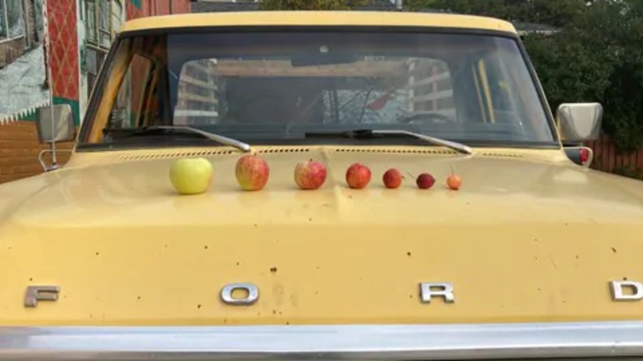 Des fruits sont posés sur le capot d'un vieux camion Ford.