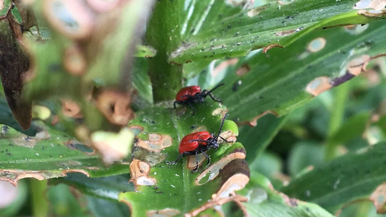 Deux criocères du lys, une sorte de coccinelle rouge, dévorent les feuilles d'une plante.