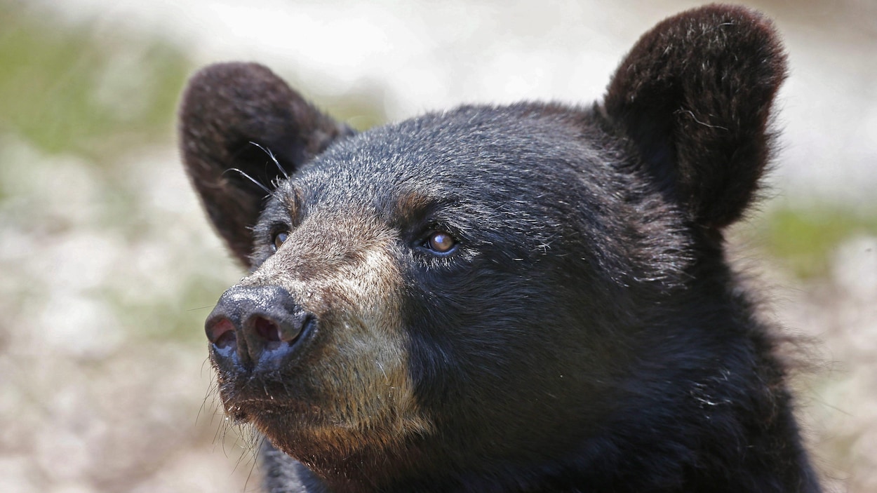 La tête d'un ours noir.