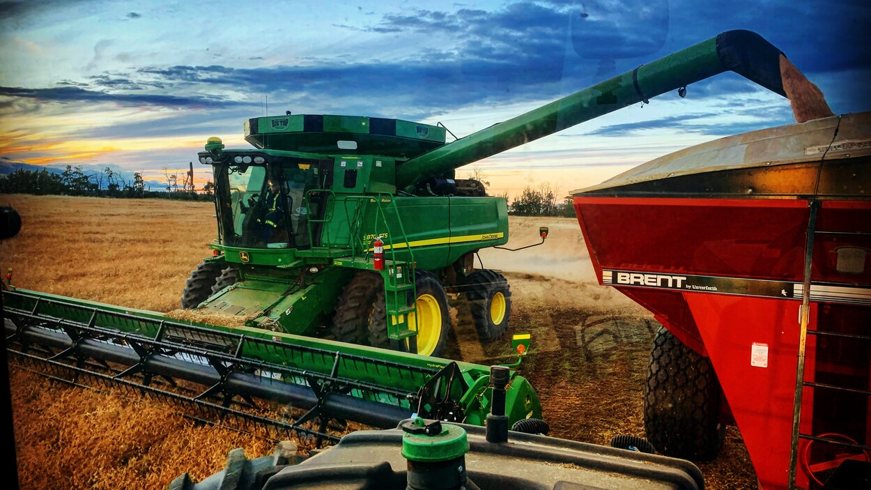 De la machinerie agricole récolte des pois jaunes dans un champ.