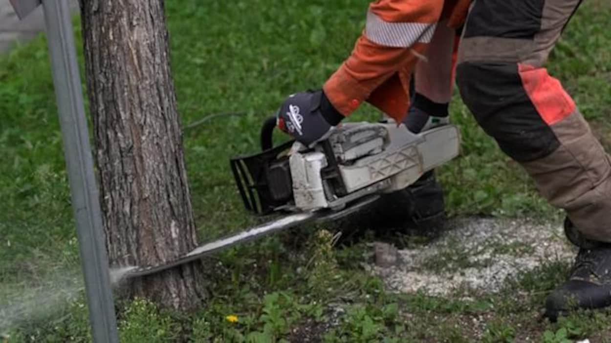 Tramway : c’est parti pour la coupe d’arbres sur René-Lévesque