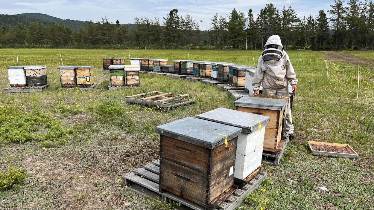 Des apiculteurs constatent une perte de production de miel à cause