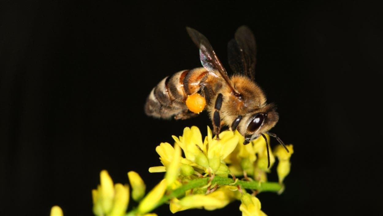 Une abeille