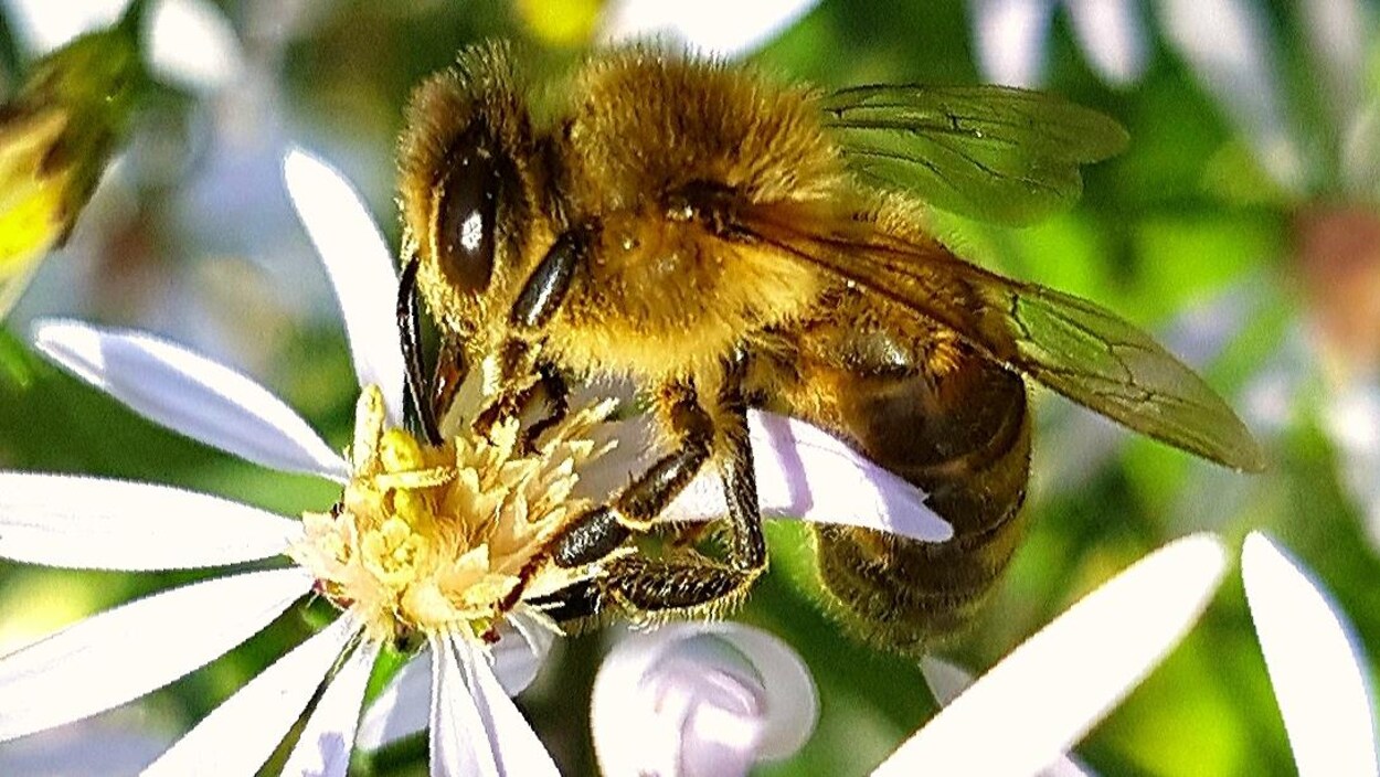 Une abeille butine une fleur.