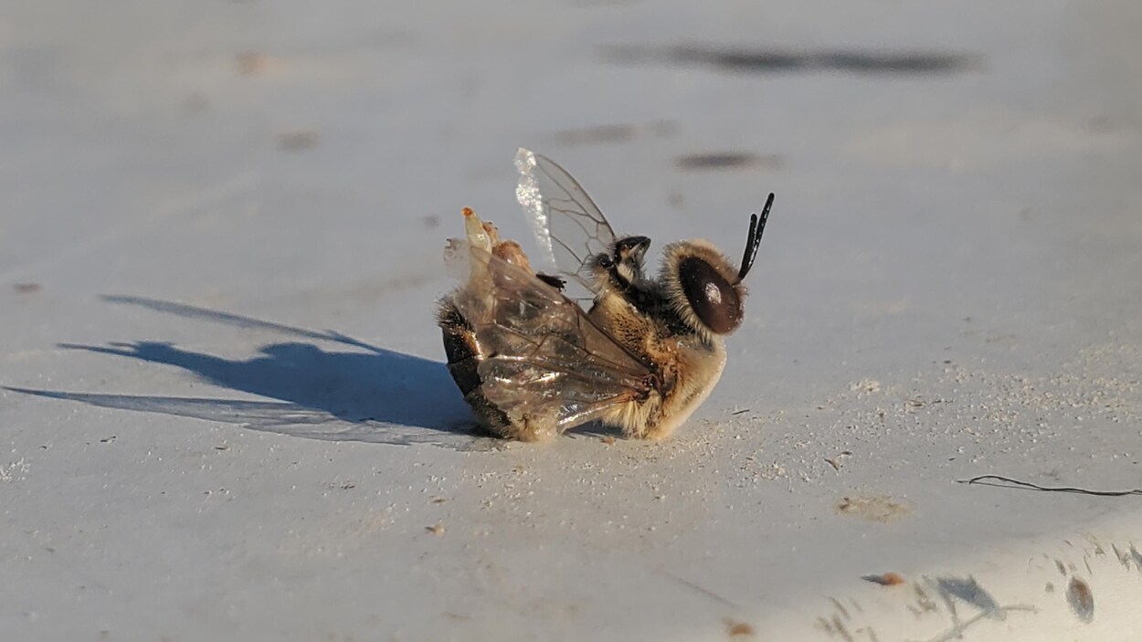 Une abeille morte.