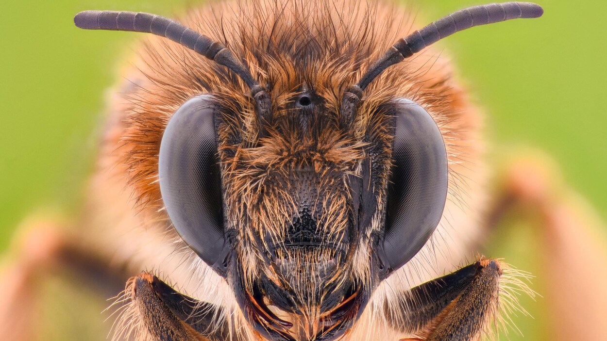 Gros plan sur la tête d'une abeille. Gros plan sur la tête d'une abeille.