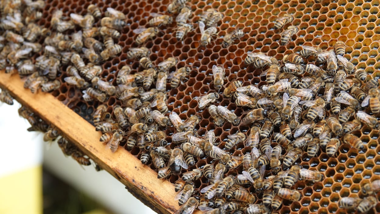 Printemps difficile pour les abeilles… et les apiculteurs