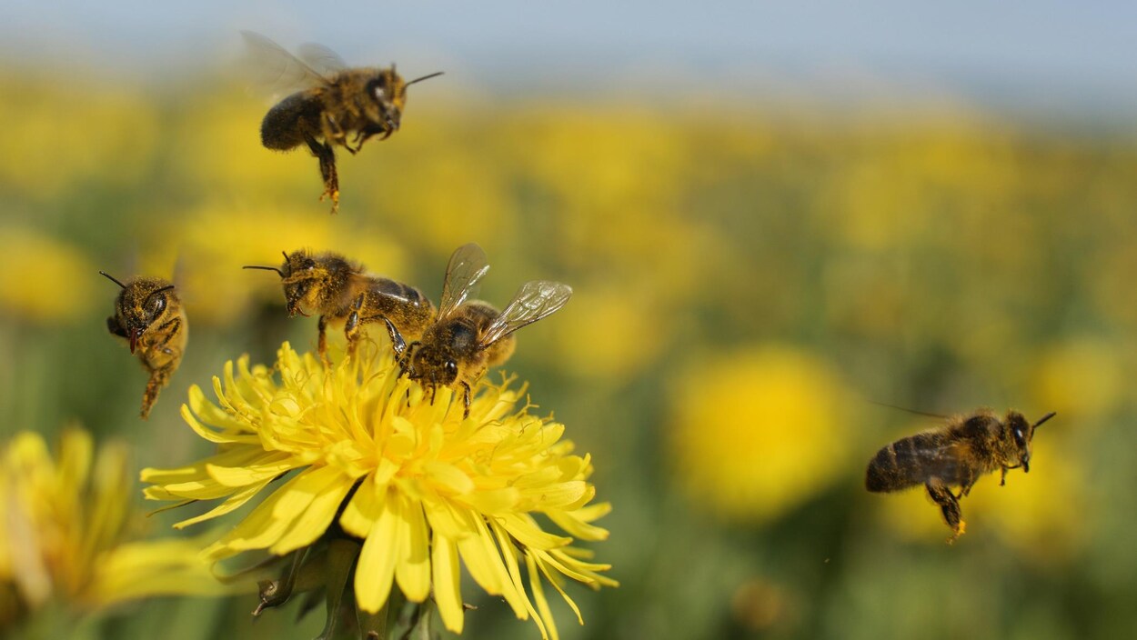 Des abeilles butinent une fleur