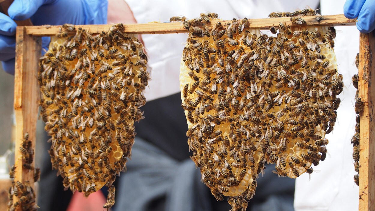 Des abeilles dans une ruche.