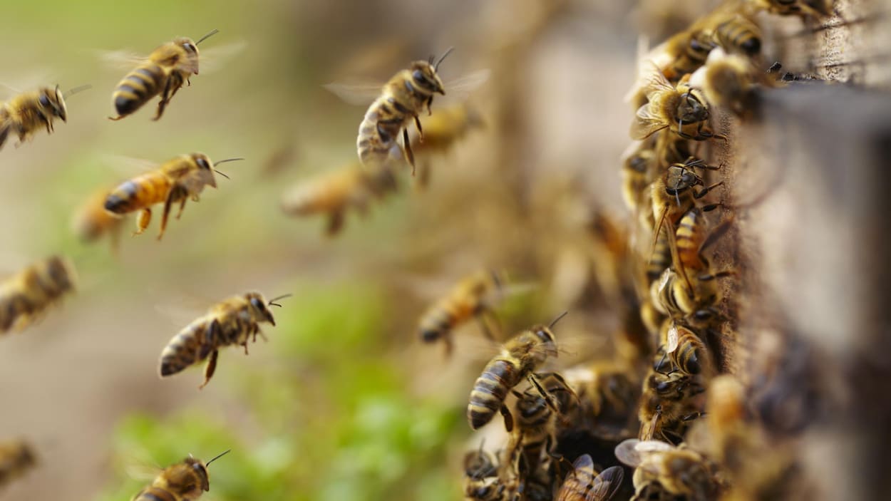 Des abeilles arrivent à la ruche.