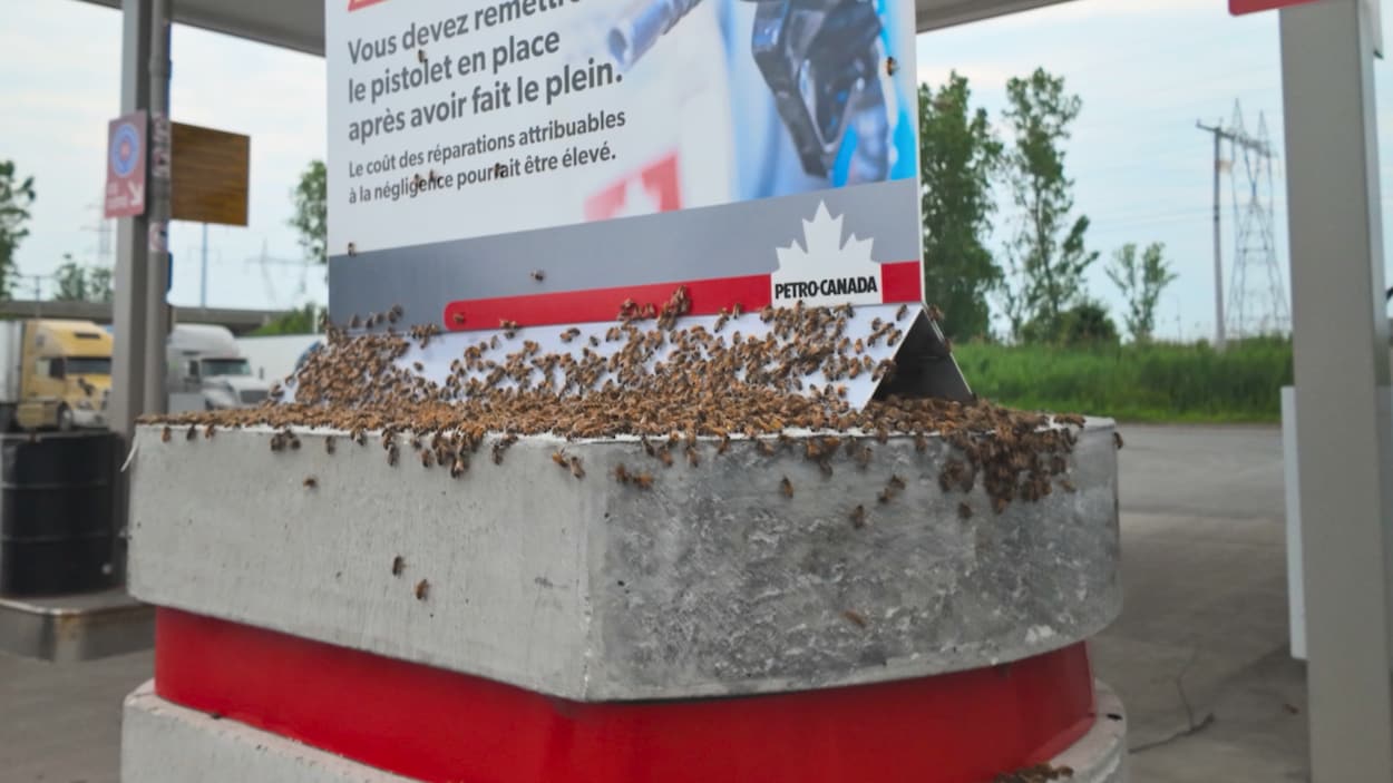 70 000 abeilles dans une station-service de Trois-Rivières
