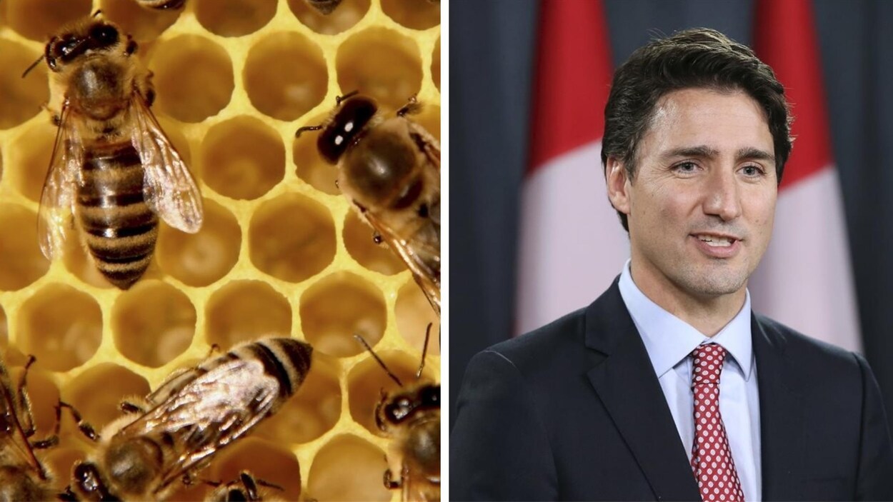 Justin Trudeau et les leaders de la planète interpellés pour sauver les abeilles.