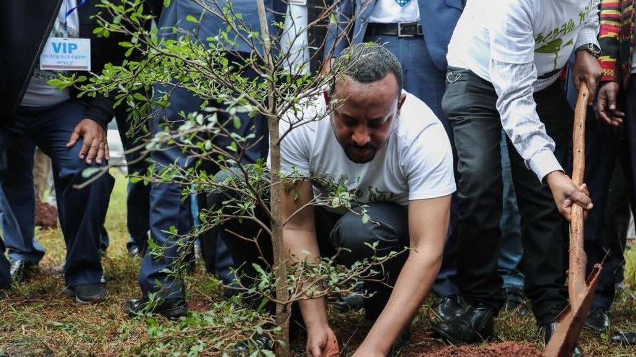 Le premier ministre éthiopien, accroupi, plante un arbre.