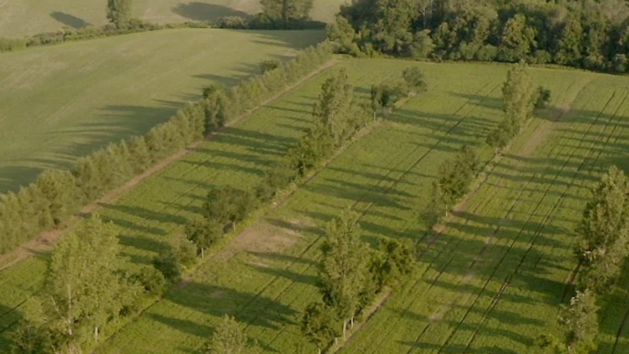 Cet agriculteur a planté des arbres au milieu de ses champs