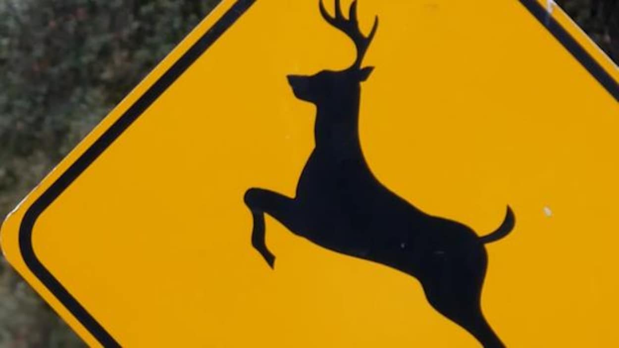 Près de 8800 accidents impliquant un animal rapportés en Saskatchewan chaque année