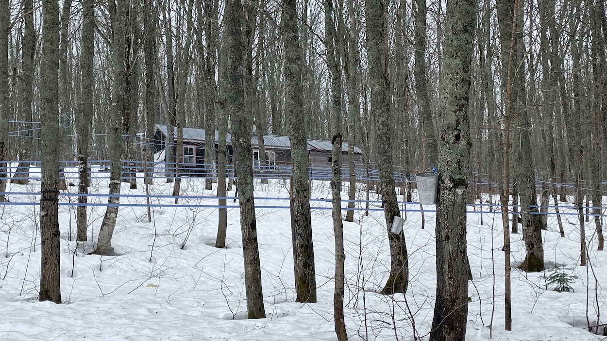 La ZEC du Bas-Saint-Laurent rappelle l’importance de protéger la forêt publique
