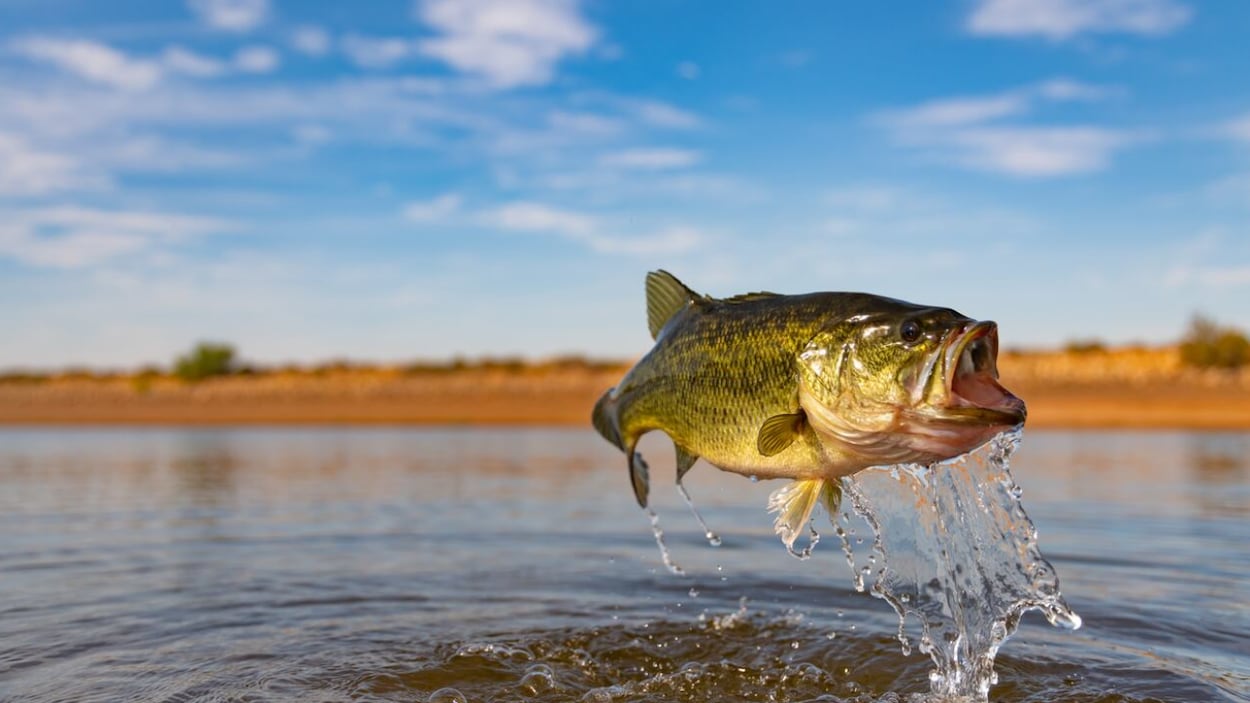 Des pêcheurs peuvent désormais garder des achigans à grande bouche au Manitoba