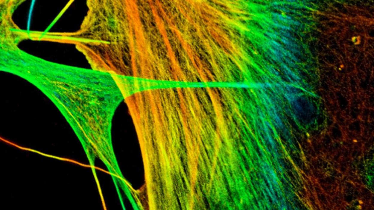 Image en super-résolution de 24 millions de molécules d’actine en 3D. Image en super-résolution de 24 millions de molécules d’actine en 3D.