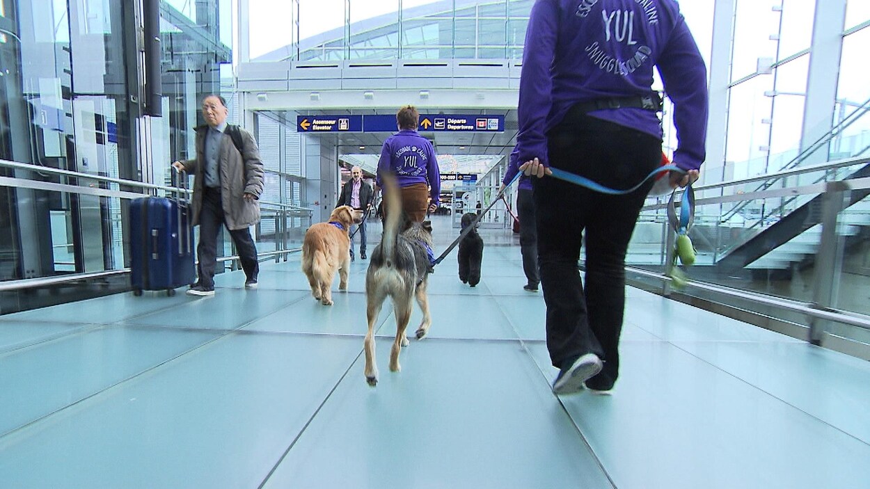 Des chiens et leurs maitres marchent à l'aéroport Montréal-Trudeau