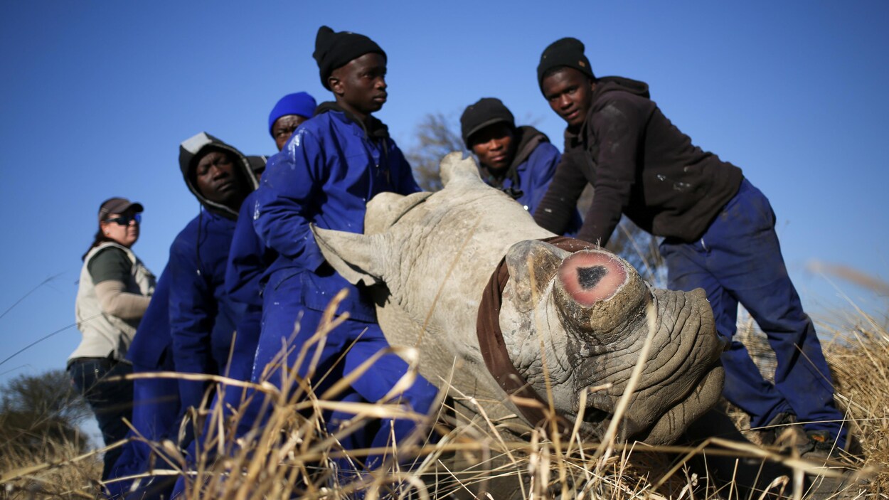 Plusieurs hommes soutiennent un rhinocéros endormi dont la corne a été coupée.