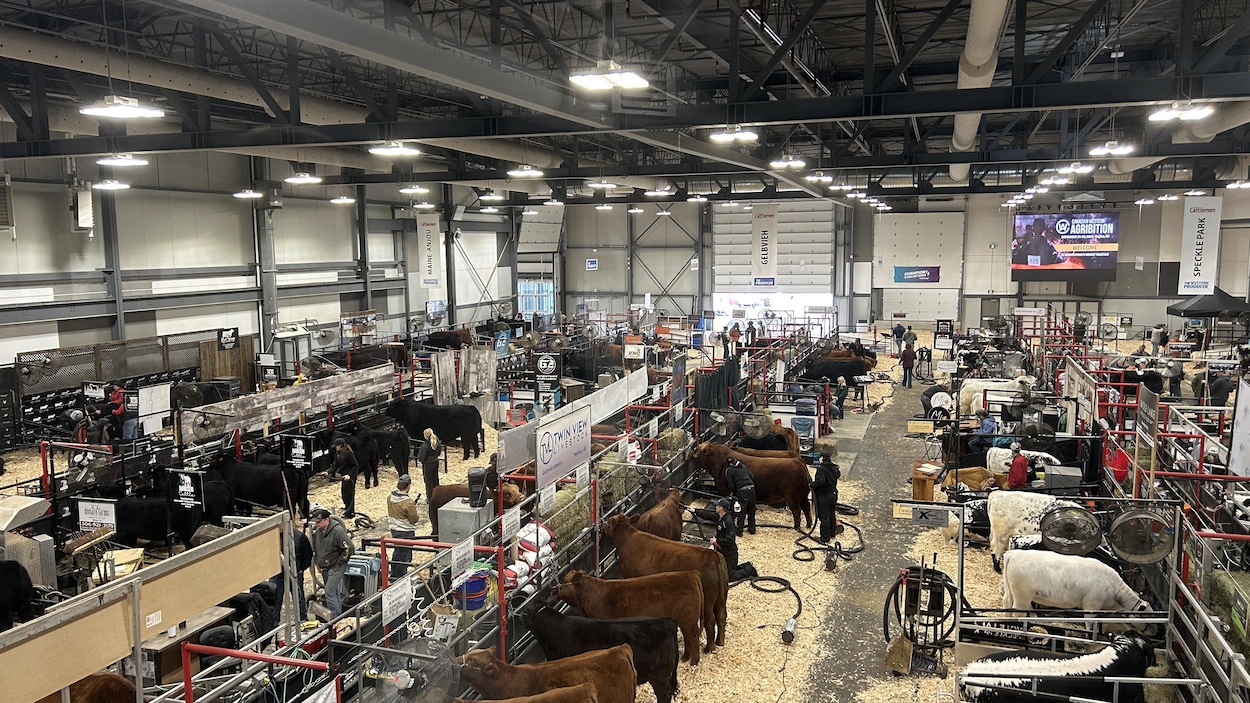 Incertitude sur le lieu du prochain salon d’élevage Agribition à Regina