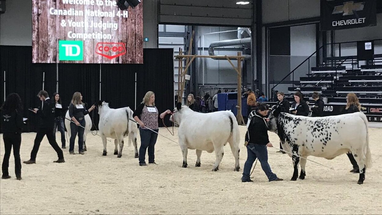 À l'aide d'un bâton, les jugent testent les pattes des trois bêtes apparaissant sur la photo.
