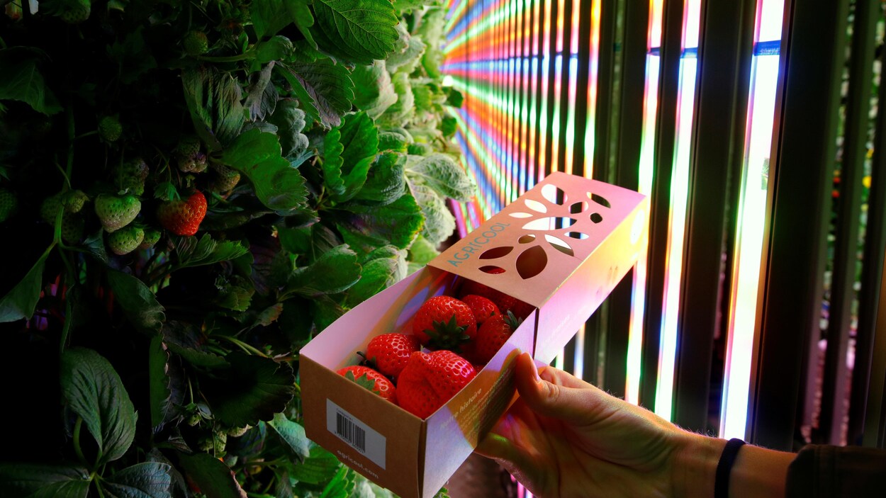 Une main tient une barquette de fraises devant des plants verticaux et des lumières leds multicolores.