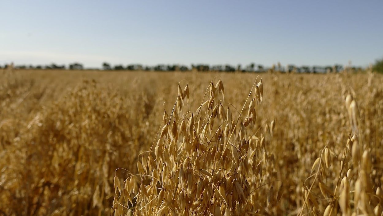 D’importants transferts de propriétaires agricoles à venir