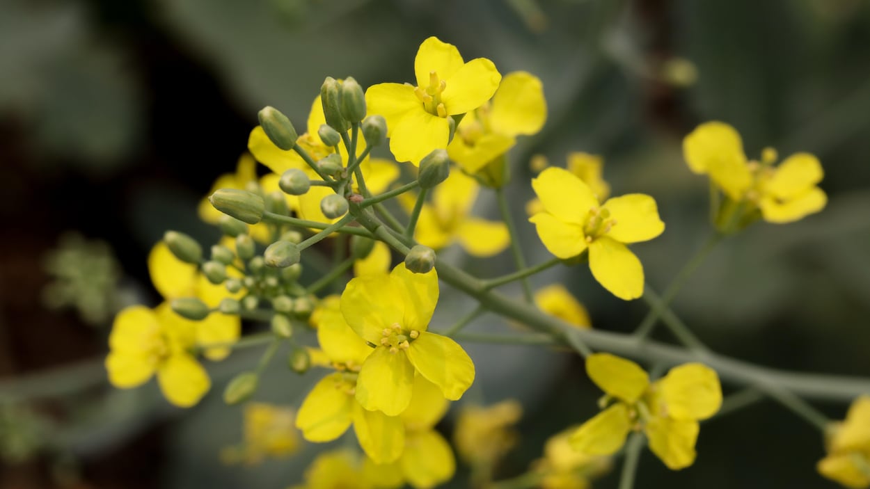 les tarifs chinois contre le canola se font déjà ressentir