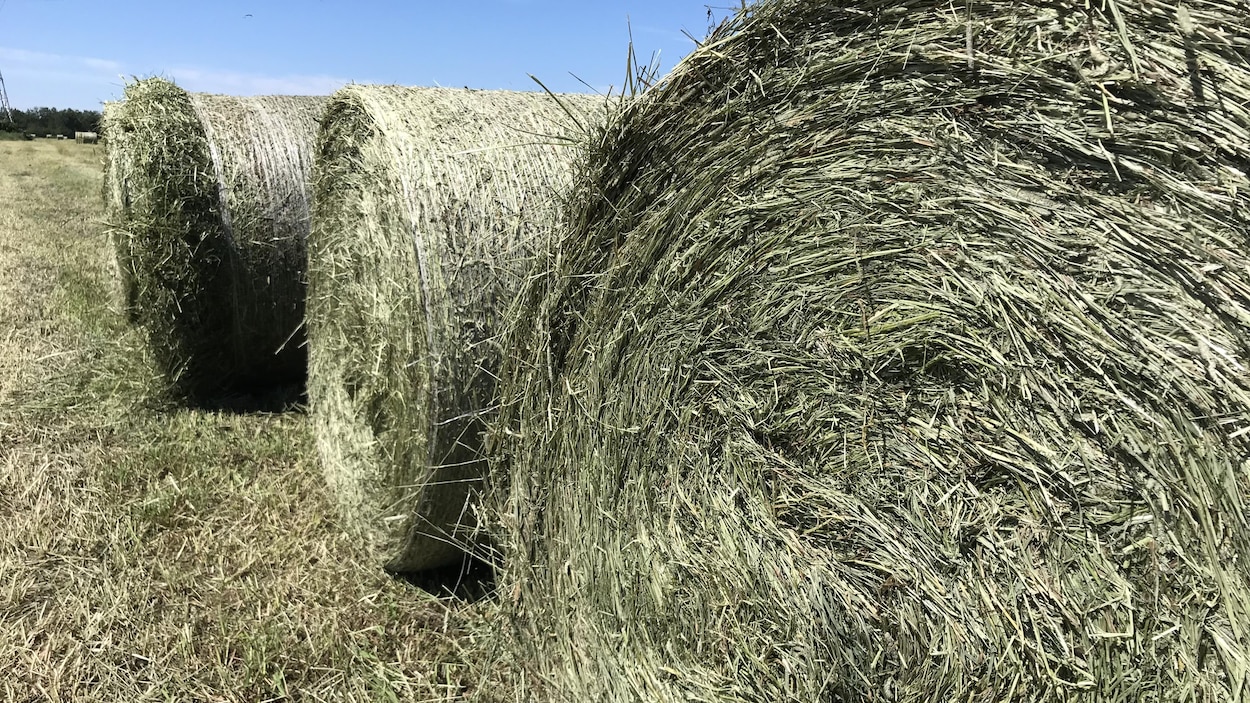 Foin : Les 6 Différences avec la Paille