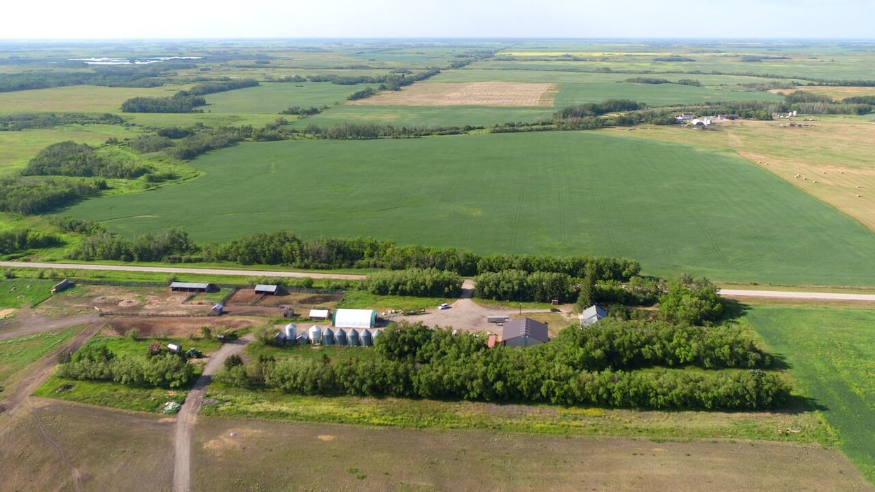 L’engouement pour les protéines profite aux agriculteurs de la Saskatchewan
