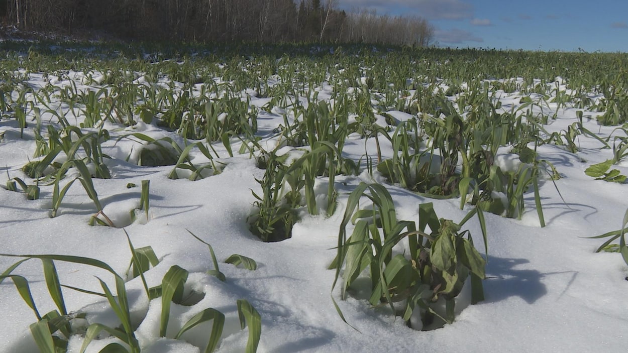 Des plants recouverts de neige.