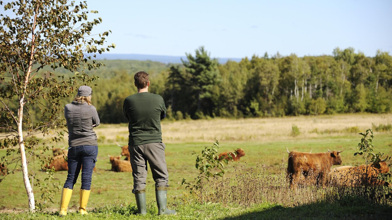 Une femme et un homme observent des vaches dans un pré.