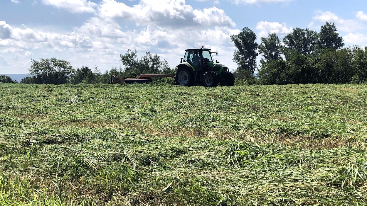 Un tracteur dans un champ de foin.