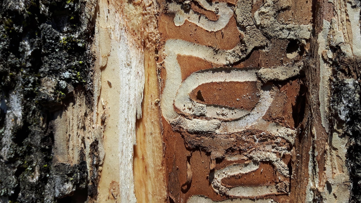 Les traces caractéristiques laissées par l'agrile sur un frêne, à Québec.