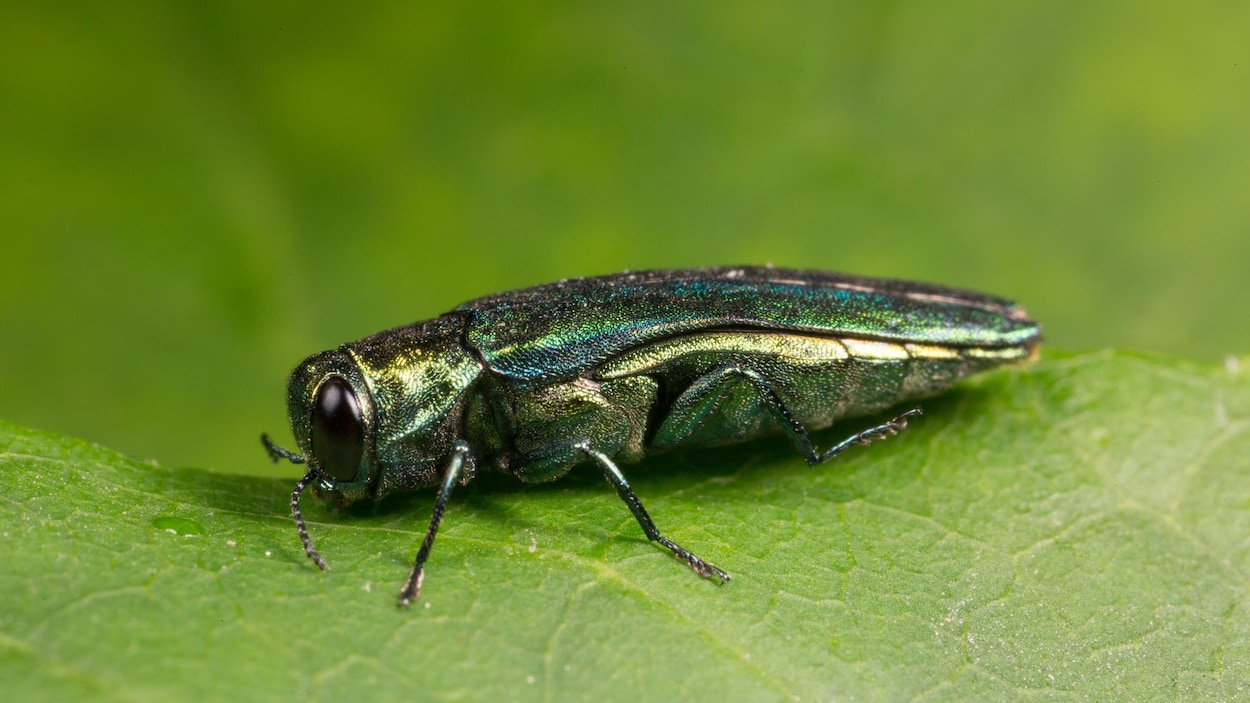 Les changements climatiques encouragent la prolifération de ravageurs forestiers