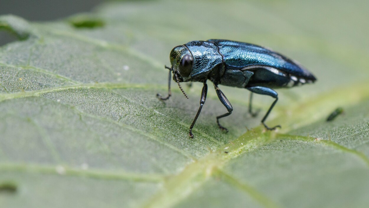 L'agrile du frêne, un petit insecte noir, sur une feuille.