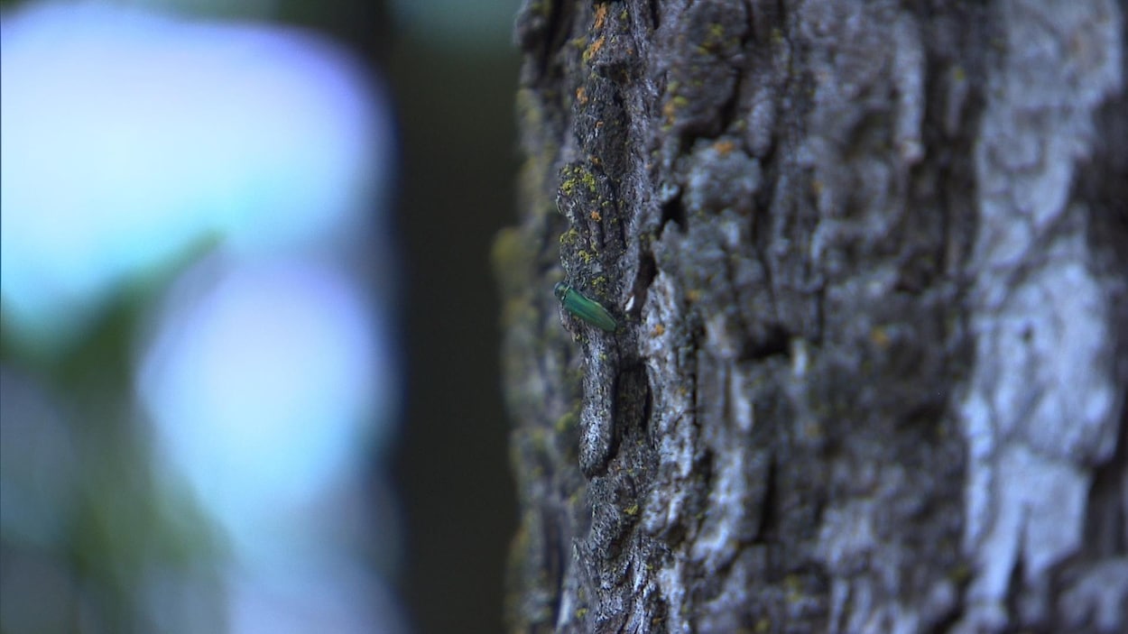 L'agrile du frêne, petit coléoptère vert que l'on voit sur l'écorce d'un arbre. L'agrile du frêne, petit coléoptère vert que l'on voit sur l'écorce d'un arbre.