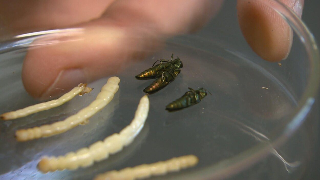 L'agrile du frêne au stade de larve et d'insecte mature.