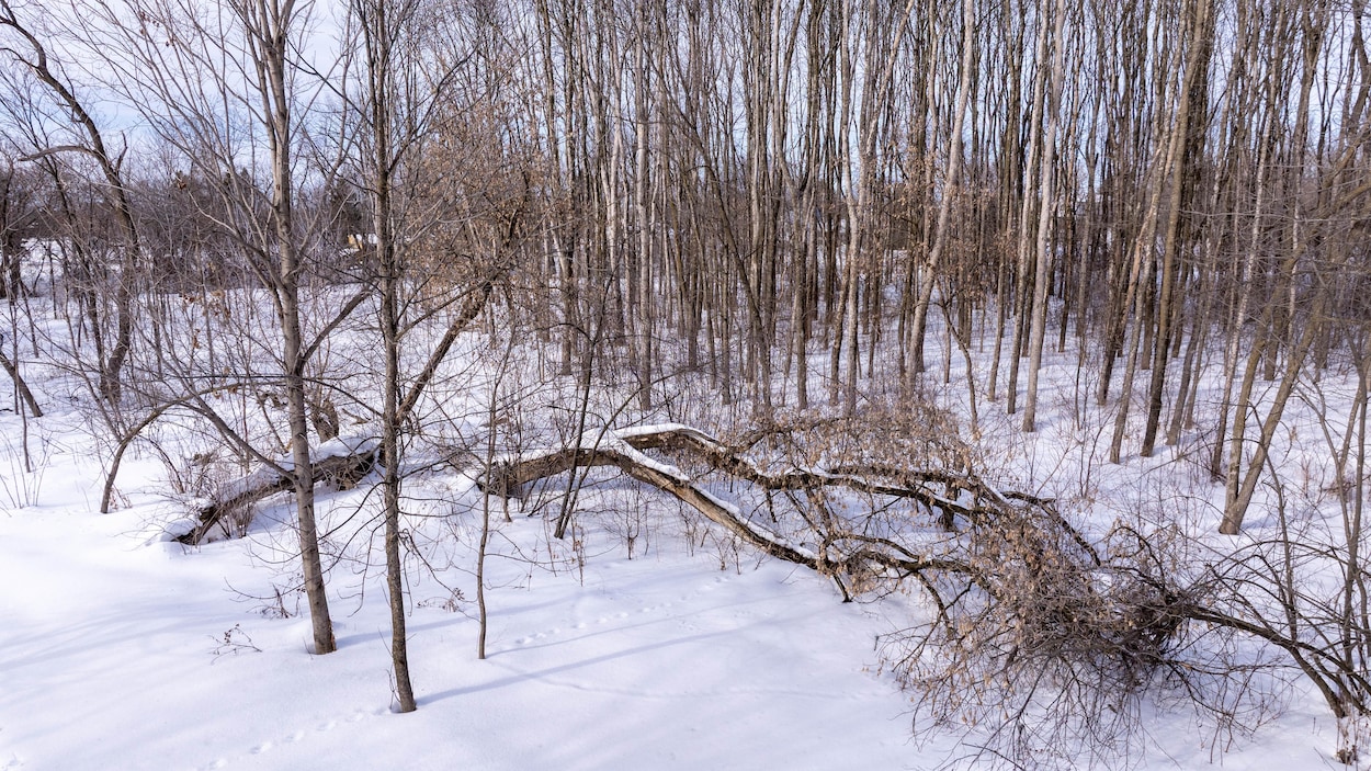 Louiseville devra abattre 600 arbres pour contrer l'agrile du frêne